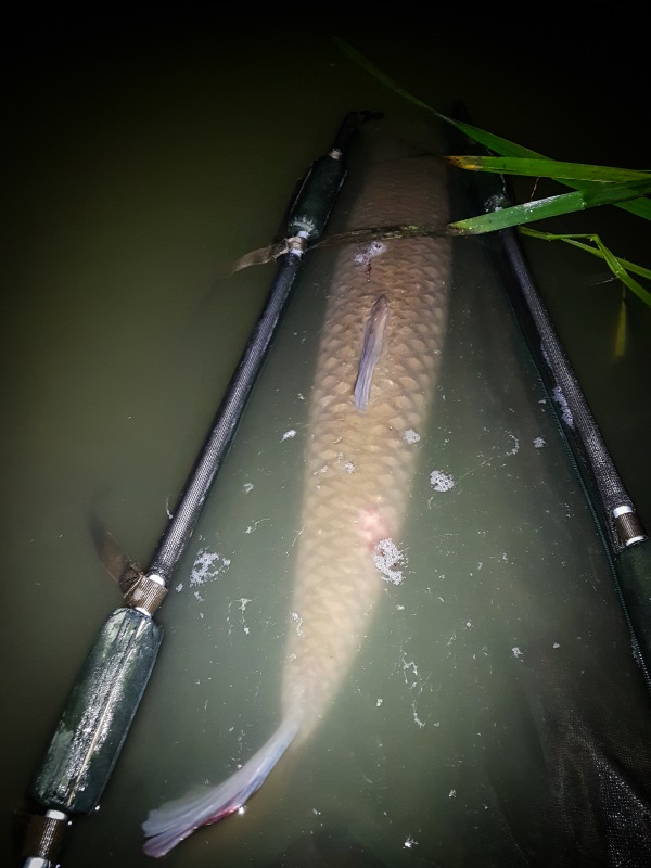 6_Carping_In_Brevonnes.jpg