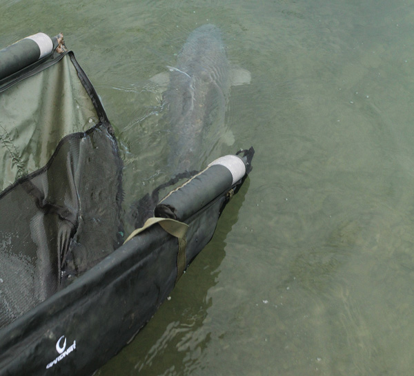  carp uk craig mortimer brasenose oneIMAGE 08.JPGIMAGE 08
