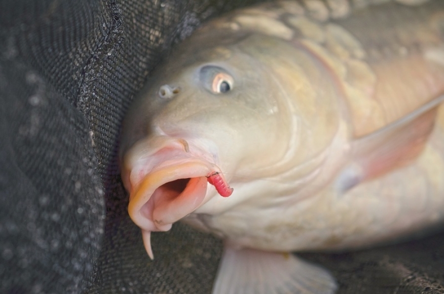 Fish Don't Feel Pain! Total Carp