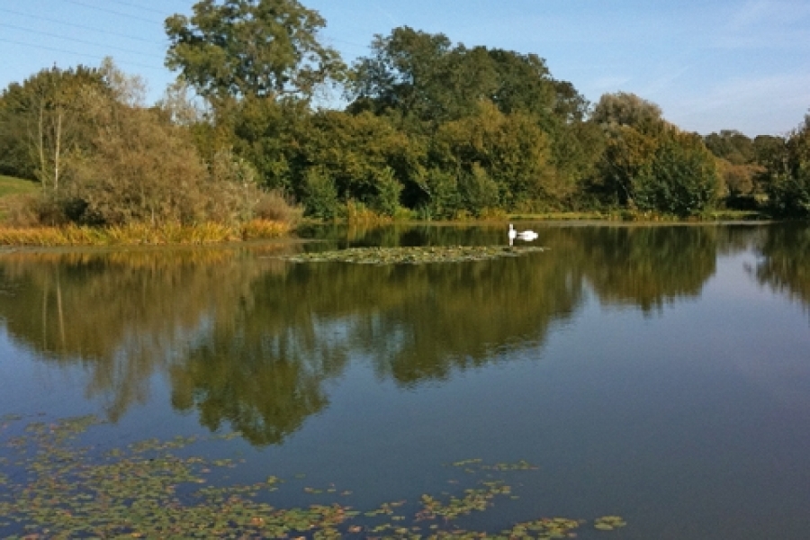 Specimen Lake, Hintlesham Fisheries, Burstall, Suffolk Total Carp