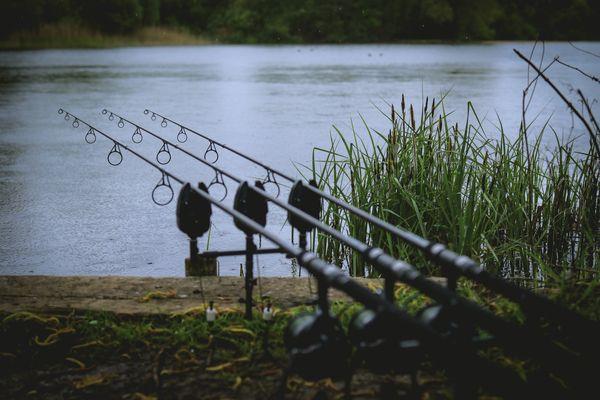 Rods  Total Carp